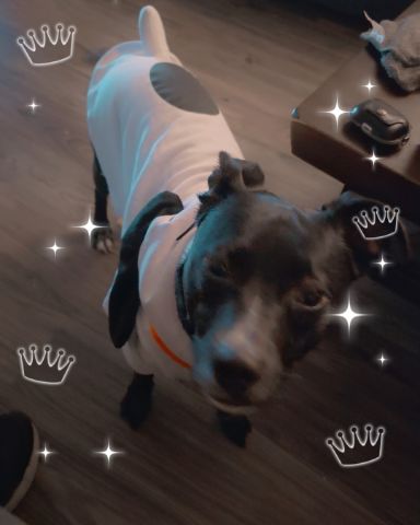Cute Black Labrador Chihuahua mix named Siddalee (Sidda)