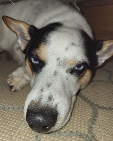 Cute 1/4 Chihuahua 3/4 Queensland healer named Billy