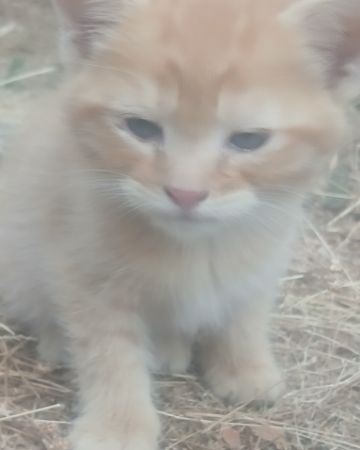 Cute cat named Baby Girl and Batgirl