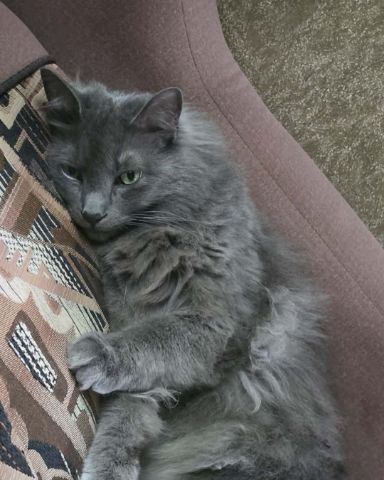 Cute Nebelung named Binx (Binky)