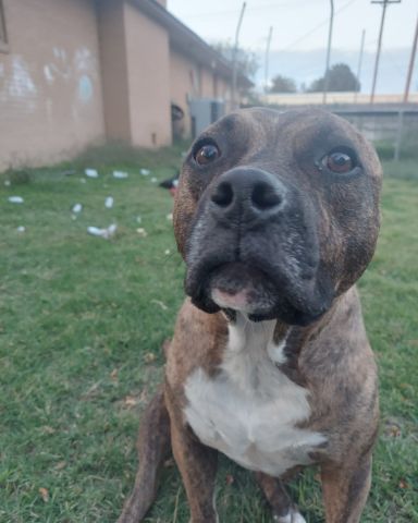 Cute pitbull named Moxie