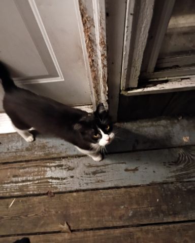 Cute Tuxedo named Fuzzy