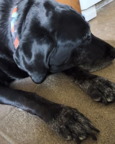Cute Labrador retriever named pablo