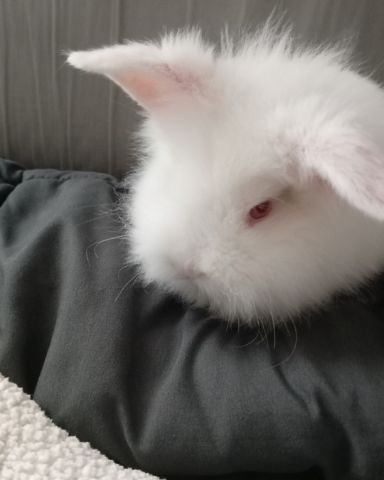 Cute rabbit named Ushka