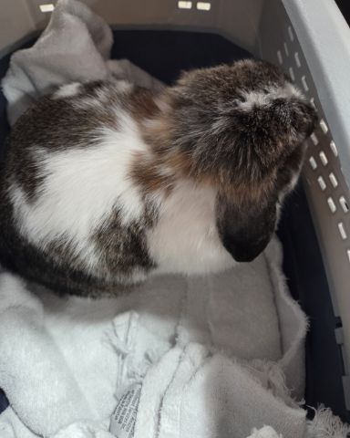 Cute Holland lop named blossom