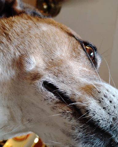 Cute Red heeler named Turbo