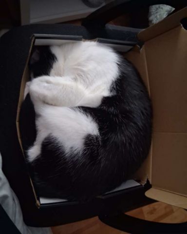 Cute cat named soup