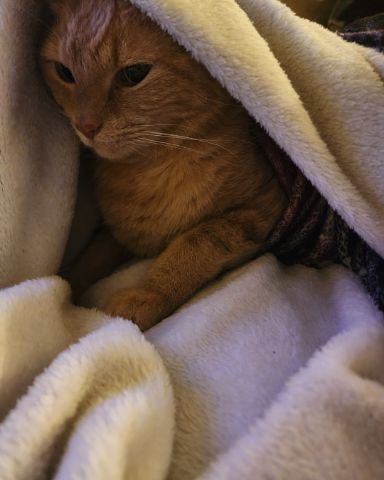 Cute Orange Floof named Harley