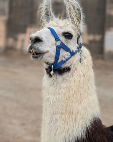 Cute Llama named Stanley
