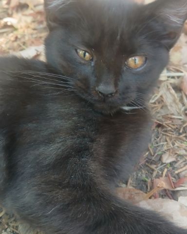 Cute cat named Baby Girl and Batgirl