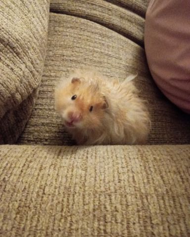 Cute golden hamster named Alex