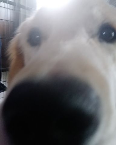 Cute golden retriever named thatdogbeso