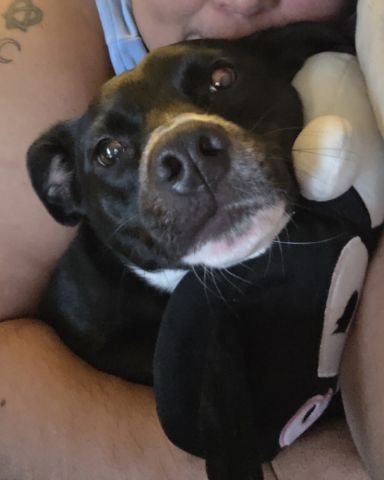 Cute Black Labrador Chihuahua mix named Siddalee (Sidda)