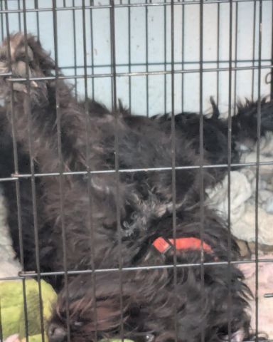 Cute Airdale/Wire-haired Pointer Griffin named Bellatrix