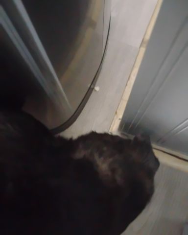 Cute wiener dog named paco