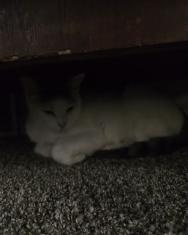 Cute cat named Mama's