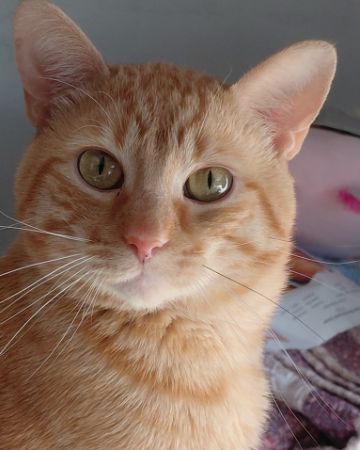 Cute Orange tabby named Phenyx