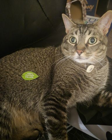 Cute Tabby named Scylla