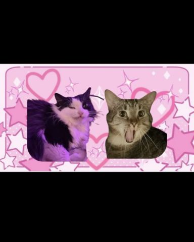 Cute cat named Pixi and Peewee