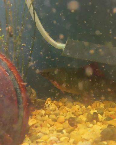 Cute snails named fishtank