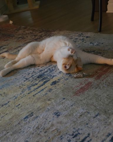 Cute cat named Luna