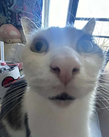 Cute cat named Gort
