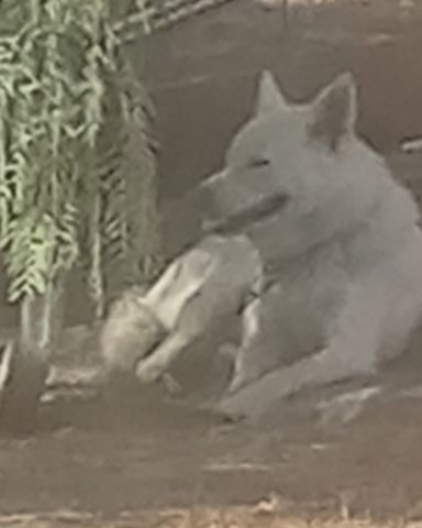 Cute White Husky and German shepherd mix named Chopper