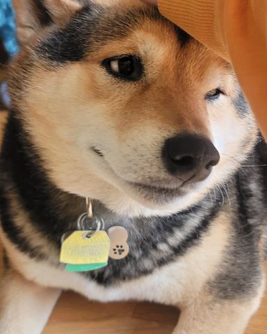 Cute Shiba inu named Ezra
