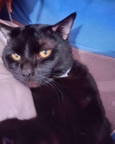 Cute Black cat named Hercules (Cool Herc)
