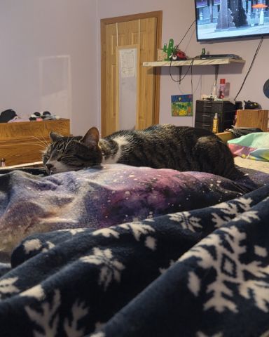 Cute cat named Star