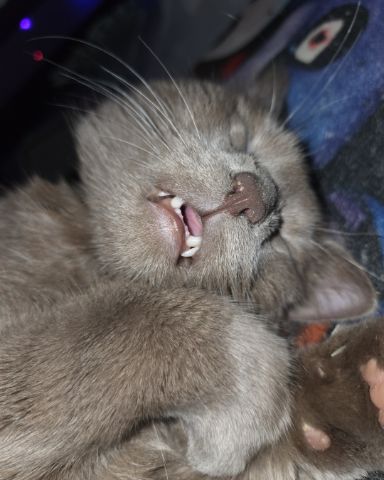 Cute cat named Chino