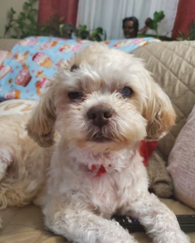 Cute dog named aaliyah