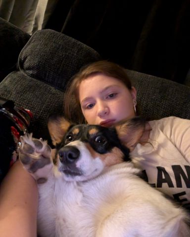 Cute Paran Brook Corgi named hazel