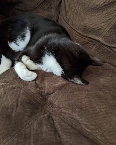 Cute tuxedo cat named figaro