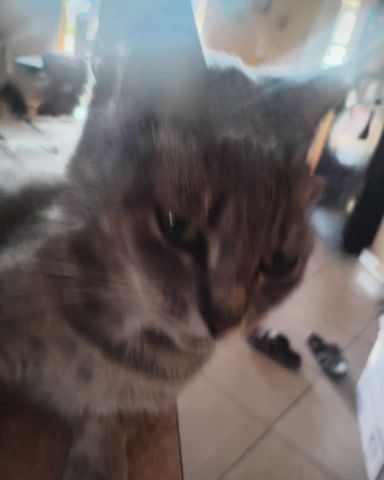Cute cat named Bell
