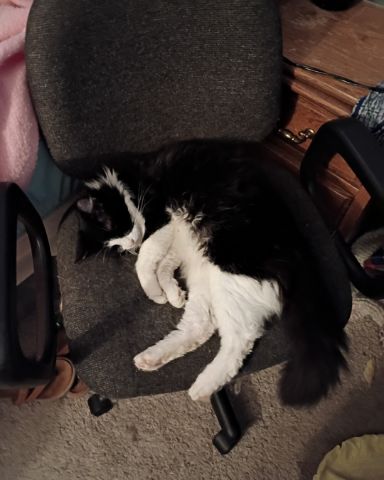 Cute Tuxedo named Day
