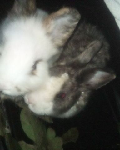 Cute rabbit named stormy and Lola bunny