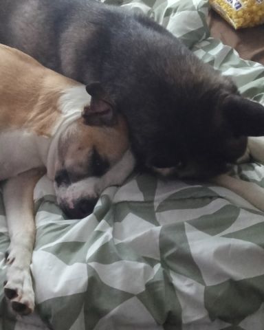 Cute dog named Subi & Gemstone!!!!!