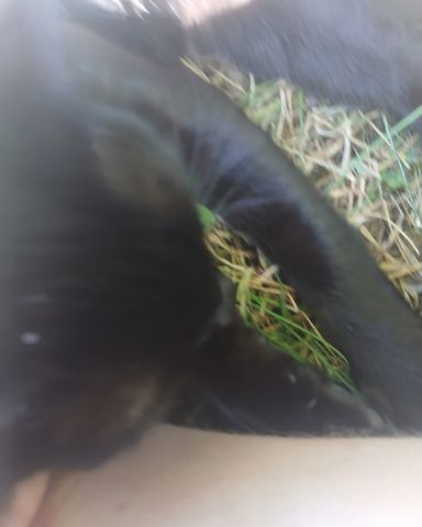 Cute cat named ali