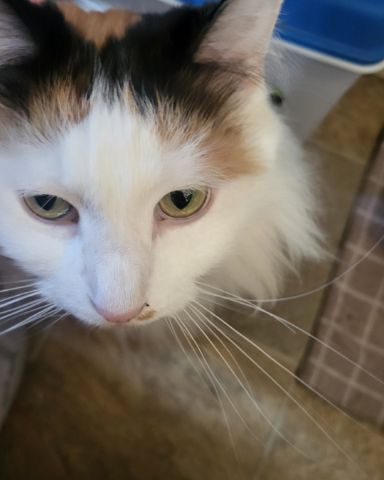 Cute cat named daisy