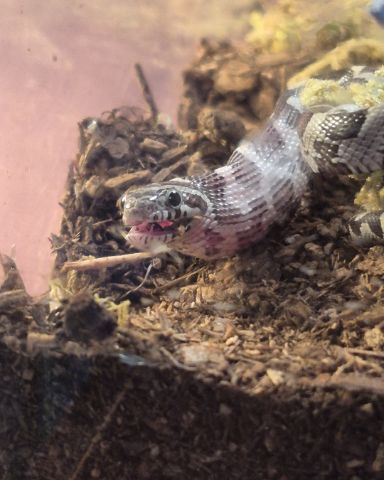 Cute corn snake named ✨Powder✨