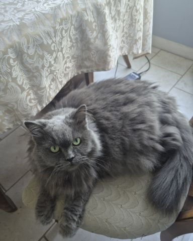 Cute Domestic Longhair × Himalayan named Fuzzy