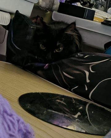 Cute Norwegian mountain cat named kit-kat