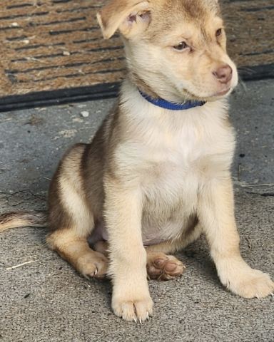 Cute Golden Retriever, Pitbull, English Mastiff, Siberia husky, C named Smokey