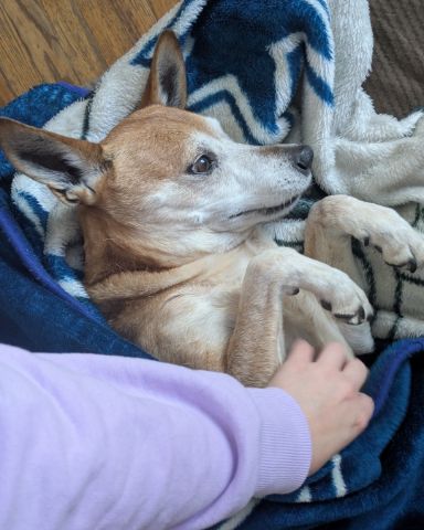 Cute Australian Cattle Dog Mix named Christian