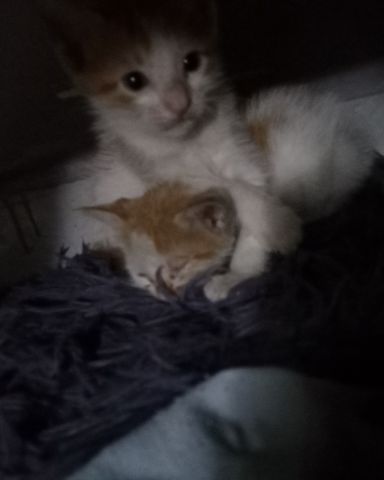 Cute cat named Mango