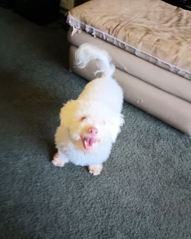 Cute Moltese/ miniature poodle named Ollie