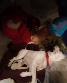 Cute pittys named pup&kaos