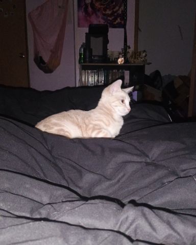 Cute orange cat named Aphrodite