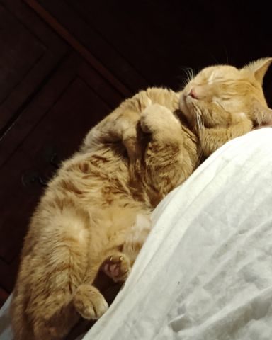 Cute Orange named Butter